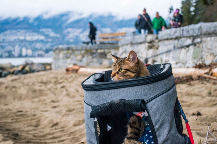 Petsfit Pet Carrier Backpack&nbsp;Review