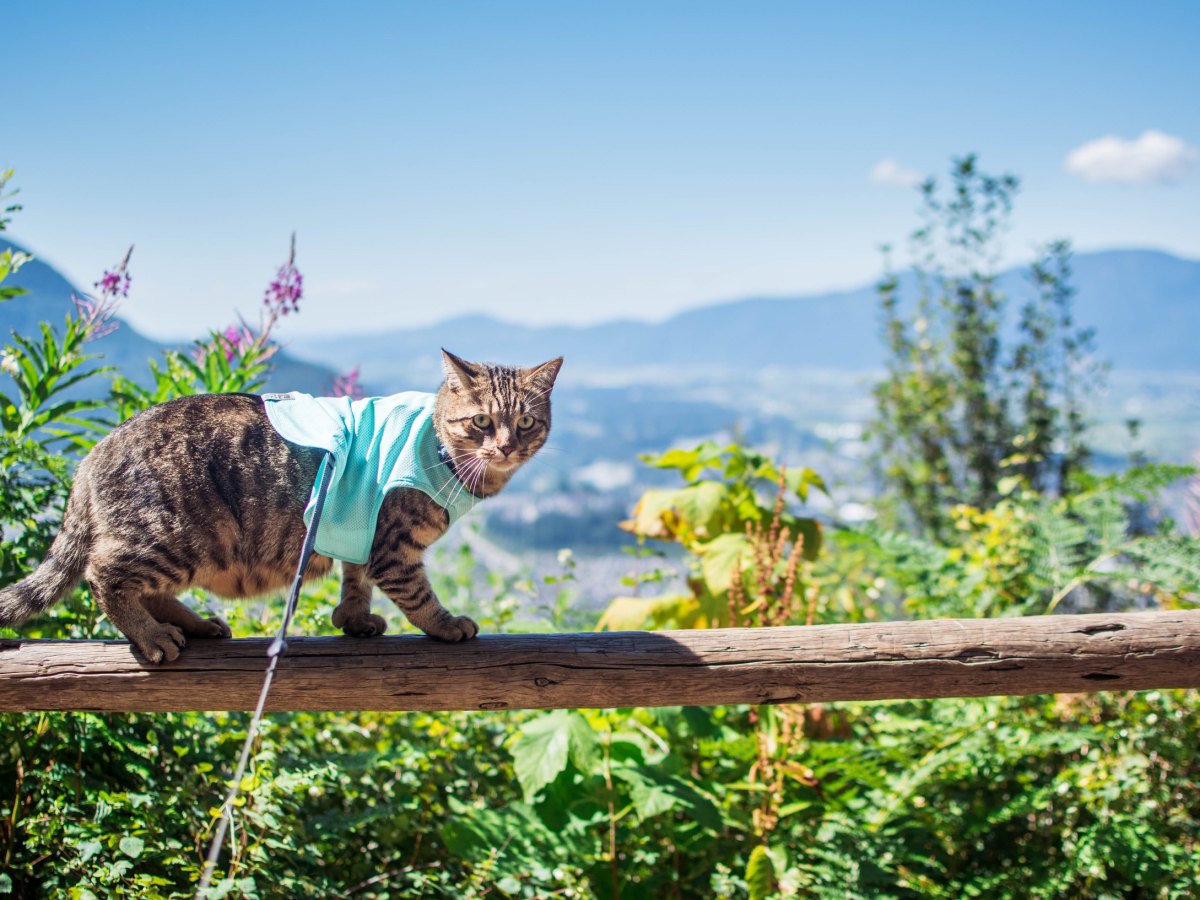 How to Keep Adventure Cats Cool in&nbsp;Summer