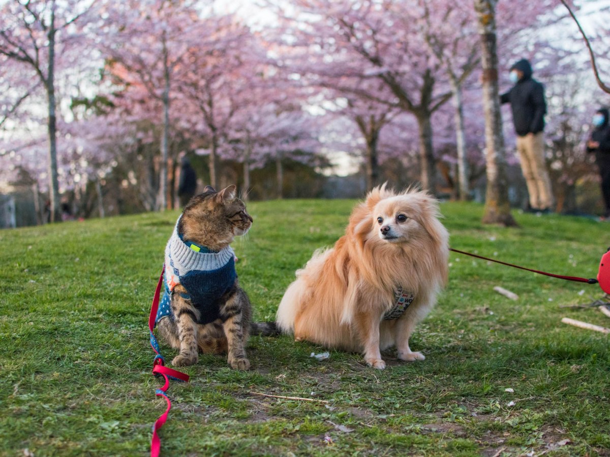 Encountering Dogs with your Leashed&nbsp;Cat