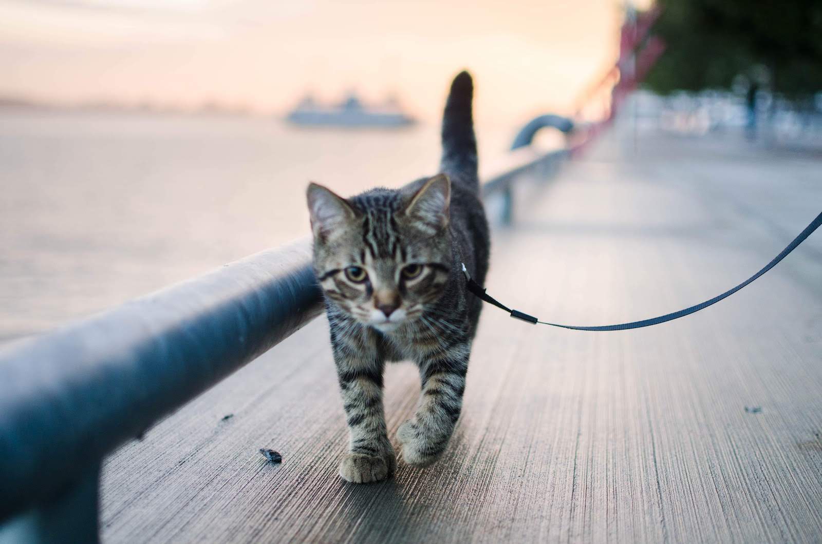 A Beginner’s Guide to Cat Leash Training – Theoretically Teddy