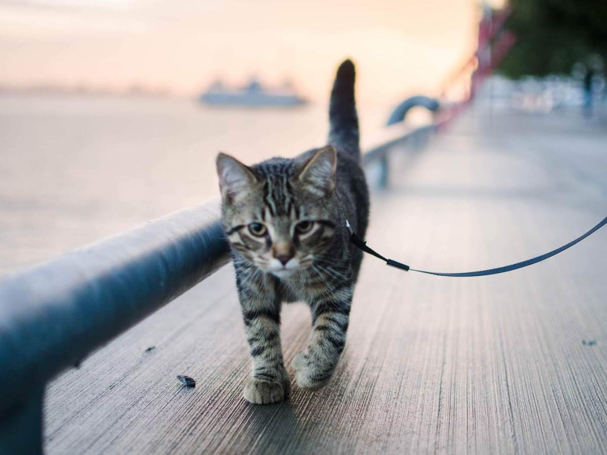 When Should I Start Adventure-Cat&nbsp;Training?