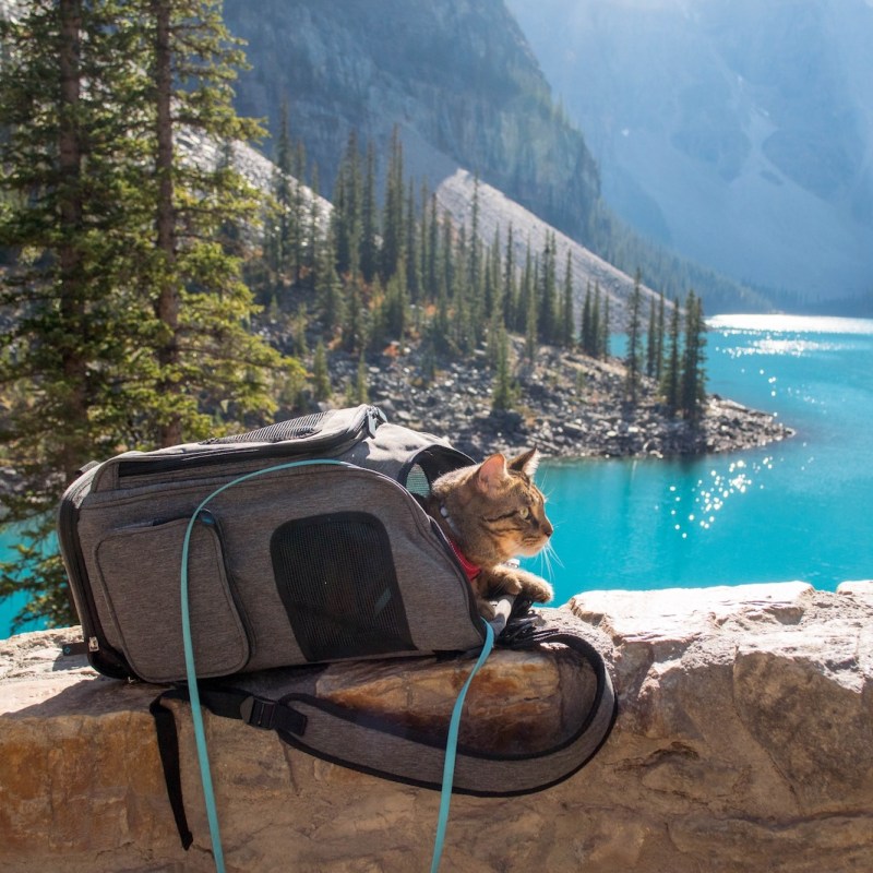 Sherpa 2-in-1 Backpack Carrier&nbsp;Review