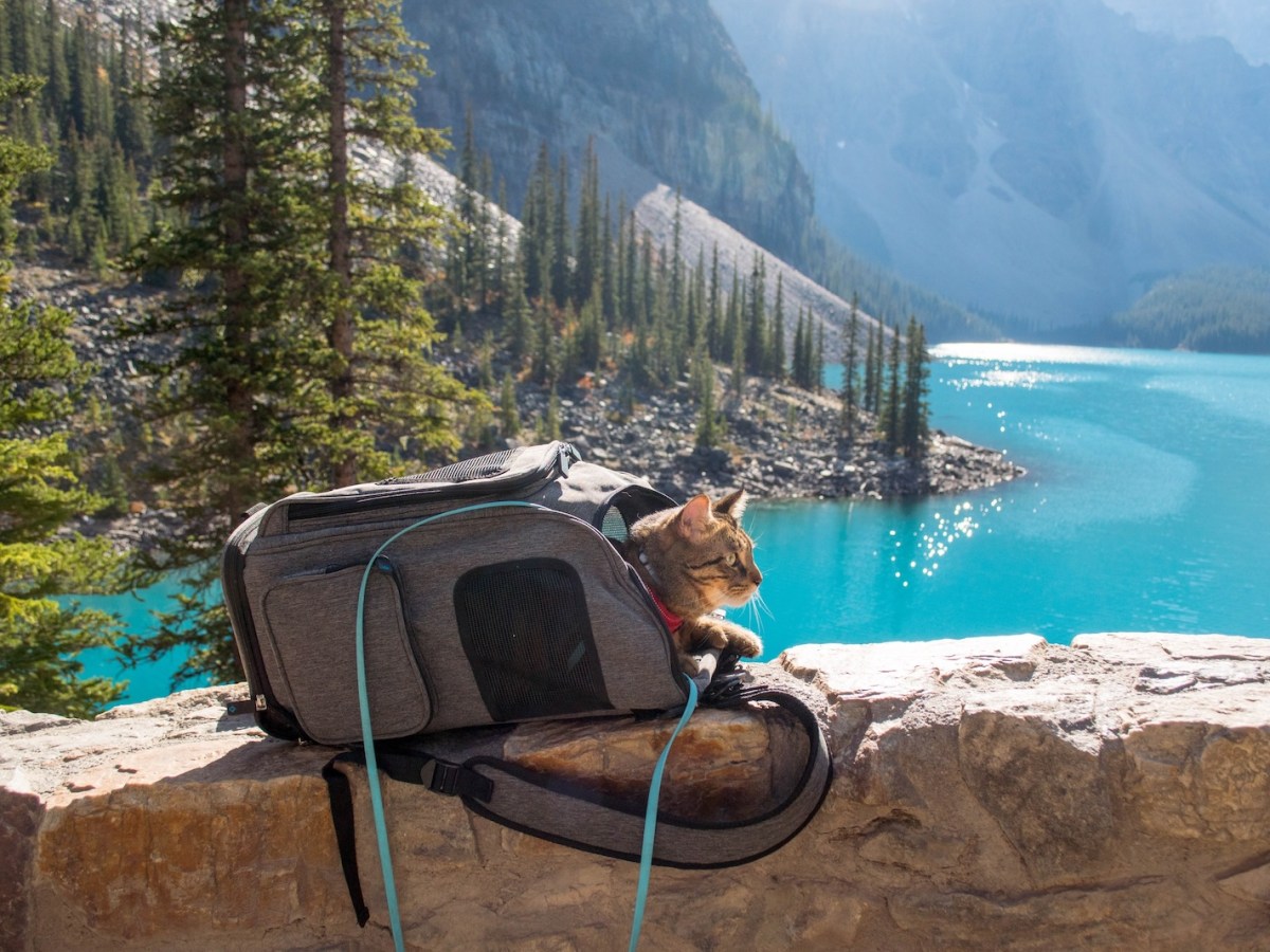 Sherpa 2-in-1 Backpack Carrier&nbsp;Review