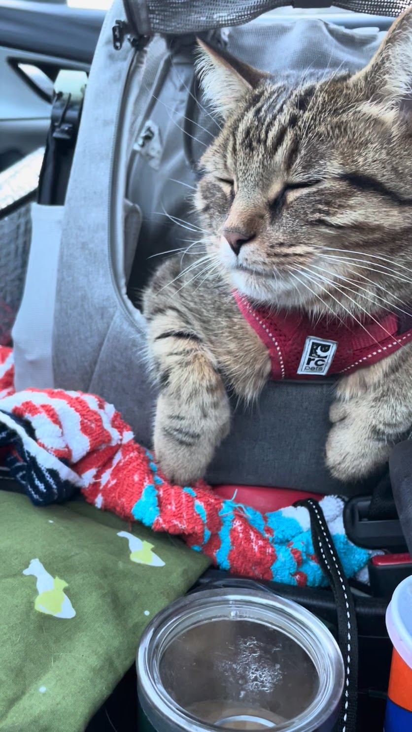 The Ultimate Guide to Car Travel With a Cat – Theoretically Teddy