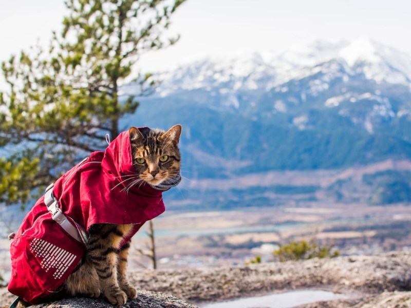 Hurrta Extreme Warmer Review (As a Cat&nbsp;Jacket)