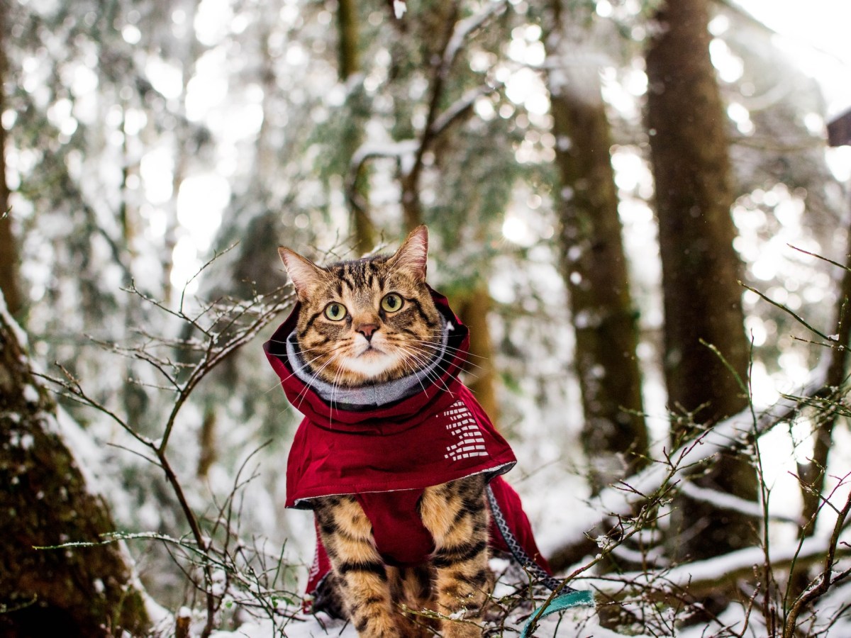 Keeping Your Cat Warm on Cold&nbsp;Adventures