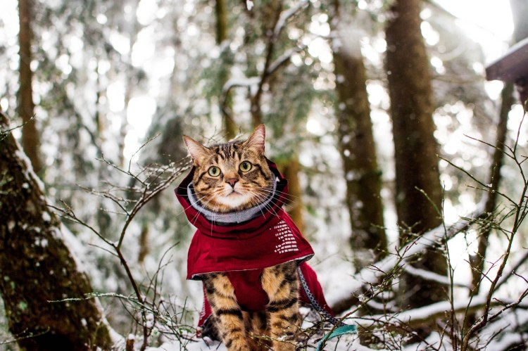 Keeping Your Cat Warm on Cold&nbsp;Adventures